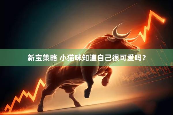 新宝策略 小猫咪知道自己很可爱吗？