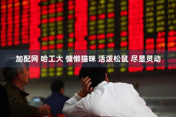 加配网 哈工大 慵懒猫咪 活泼松鼠 尽显灵动