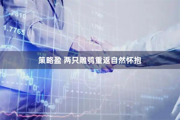 策略盈 两只雕鸮重返自然怀抱